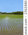 Paddy fields on Sado Island 1562880