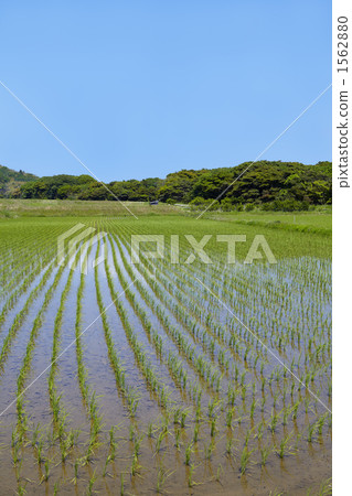 Paddy fields on Sado Island 1562880
