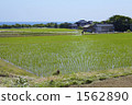 Paddy fields on Sado Island 1562890