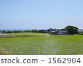 Paddy fields on Sado Island 1562904