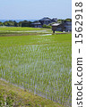 Paddy fields on Sado Island 1562918