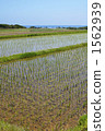 Paddy fields on Sado Island 1562939