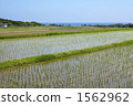 Paddy fields on Sado Island 1562962