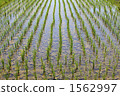 Paddy fields on Sado Island 1562997