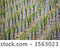 Paddy fields on Sado Island 1563023