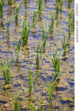Paddy fields on Sado Island 1563053