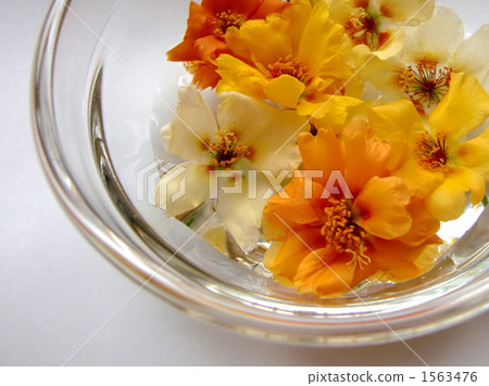 bloom, blossom, blossoms 1563476