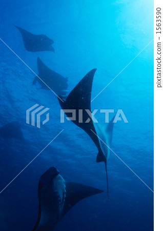 魟魚 密克羅尼西亞聯邦 密克羅尼西亞 1563590