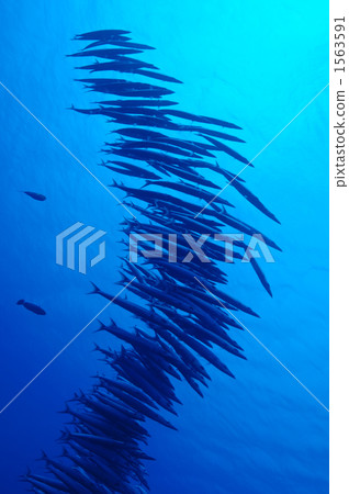 魚 梭魚類 密克羅尼西亞聯邦 1563591