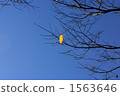 晴朗的天空 一頁 單張 1563646