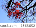 紅葉 冬日的天空 初冬 1563652