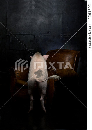 Tsuzuki-san的寵物 1563705