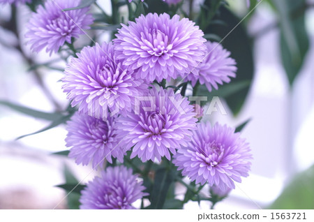 Two floors Astor Victoria 1563721