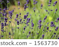 lavender, blue-violet color, herb 1563730