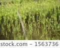 paddy, rice crop, rice cultivation 1563736