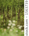paddy, rice crop, rice cultivation 1563739