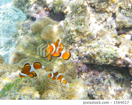 anemone fish, anemonefish, clown anemonefish 1564017