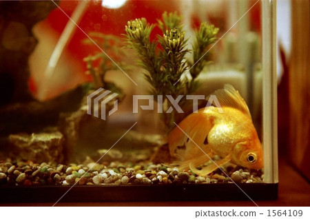 金魚 砂礫 一隻小動物 1564109