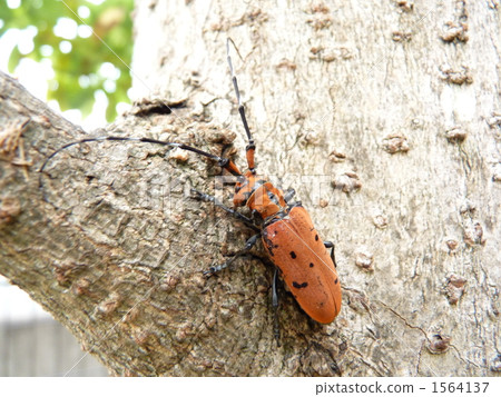 Hoshi Benicami 1564137