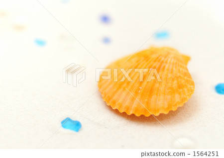 仲夏熱帶沙灘＆貝殼圖像。 1564251