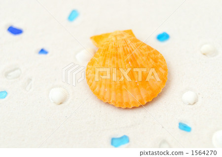 Midsummer Tropical sandy beach & shell image. Midsummer Tropical sandy beach & shell image. 1564270