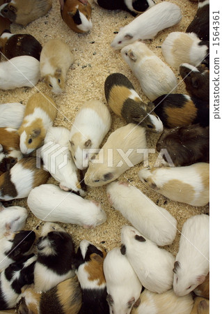 guinea pig, guinea-pig, guineapig 1564361