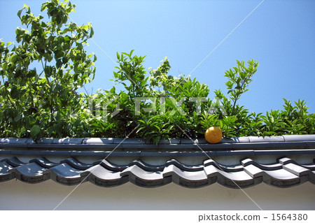 夏蜜柑 中國柚子 苦夏橙色 1564380