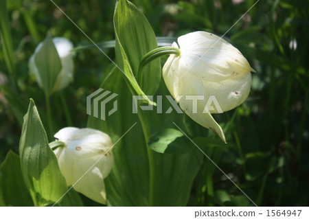 Revn Asmoriso  - 瀕臨滅絕的物種 1564947