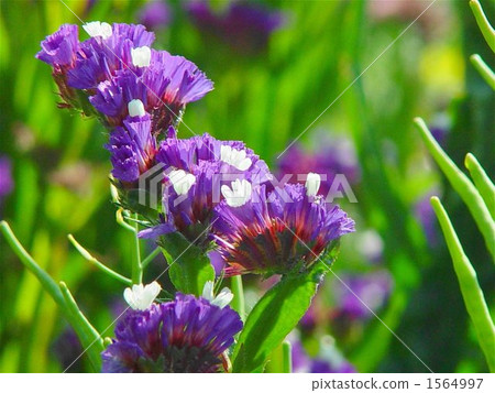 April Starchus · Isodomaceae 05 1564997
