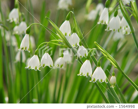 April Snowflake / Higambuna Department 10 1564998