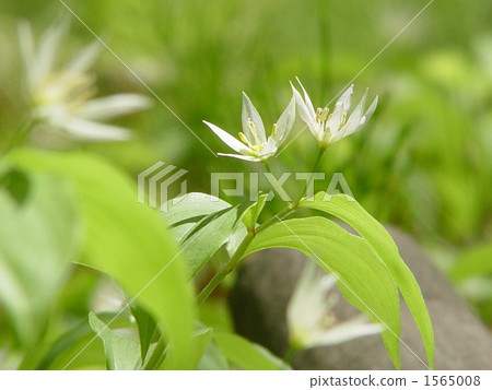 四月志高尤里·尤里05 1565008