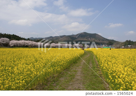 強姦花田和山。 1565024