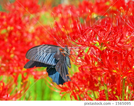 cluster amaryllis, swallowtail, swallowtail butterfly 1565095