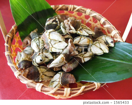 delicacy! Turtle's hand 1565433