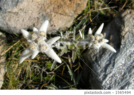 雪絨花 雪絨花 1565494