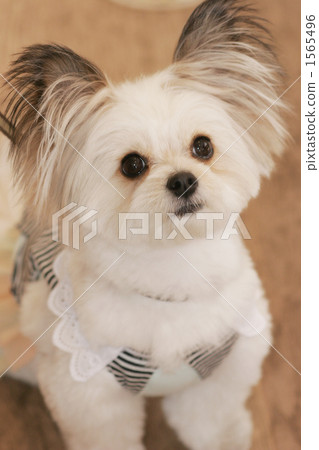 混種狗 米克斯狗 陸上動物 1565496