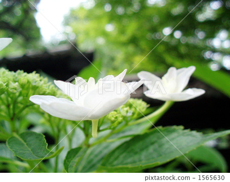 bloom, oakleaf hydrangea, hydrangea 1565630