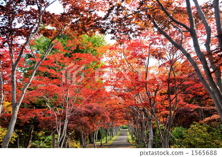 植樹造林 植樹 造林 1565688