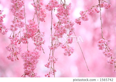 Reddish cherry blossoms ④ Reddish cherry blossoms ④ 1565742