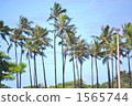 A palm tree treating in a refreshing wind A palm tree treating in a refreshing wind 1565744