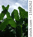 植物 植物學 植物的 1566262