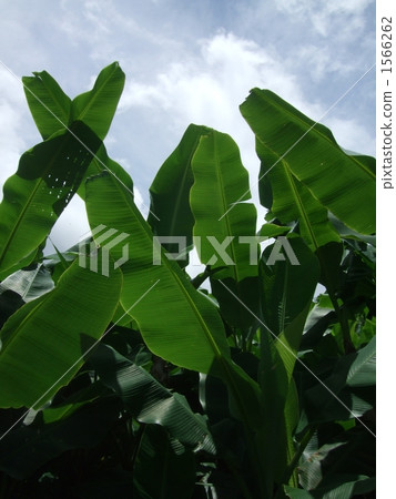thread basho, vegetation, vegetative 1566262