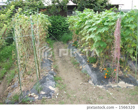 黃瓜栽培與萬壽菊比較，伴生植物比較 1566320