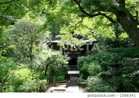 參觀Hirakuji黃梅寺 參觀Hirakuji黃梅寺 1566341