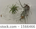 空氣植物 1566466