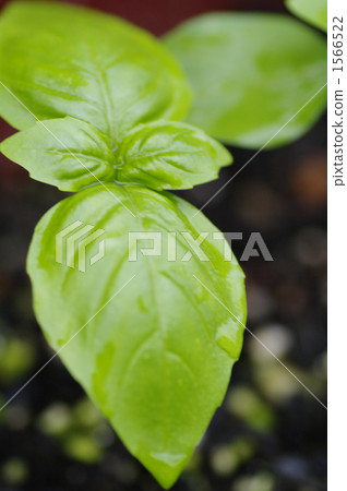 sweet basil, basil, herb 1566522