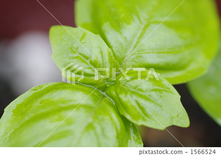 甜羅勒 羅勒 羅勒屬植物 1566524