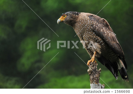 Common reed eleven 01 Common reed eleven 01 1566698