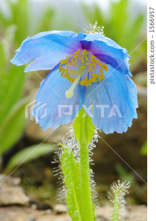 喜馬拉雅罌粟（藍罌粟）d100630-218 1566957