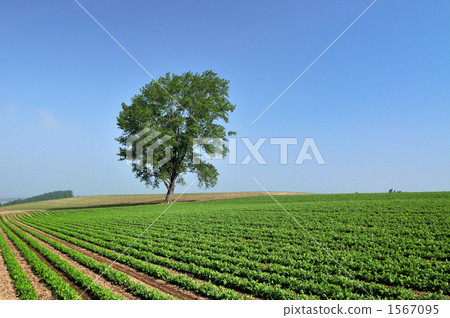夏天的天空山 夏天的天空山 1567095